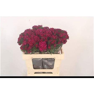 Di Barb Breanthus Elmo Purple