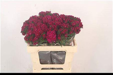 Di Barb Breanthus Elmo Purple