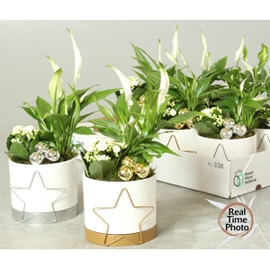 Kalanchoe Plant Arr 13Ø 30cm