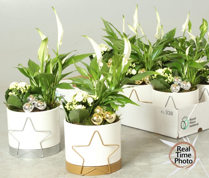 Kalanchoe Plant Arr 13Ø 30cm