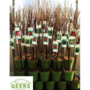 arr8 Ribes Uva-crispa Mixk Div Soorten