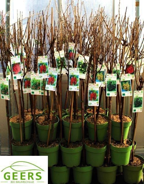 <h4>arr8 Ribes Uva-crispa Mixk Div Soorten</h4>