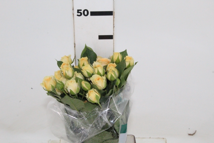 <h4>ROSA SPRAY AXANA 040 CM</h4>