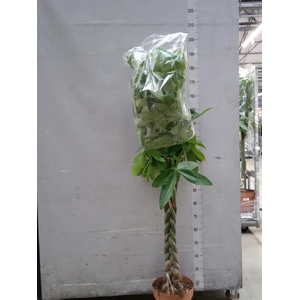 Pachira aquatica