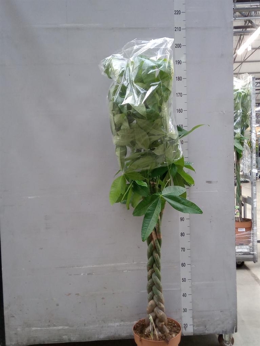 <h4>Pachira aquatica</h4>
