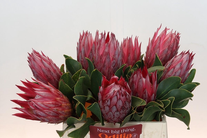 <h4>Protea Cynaroides Madiba</h4>