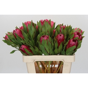Protea Brenda