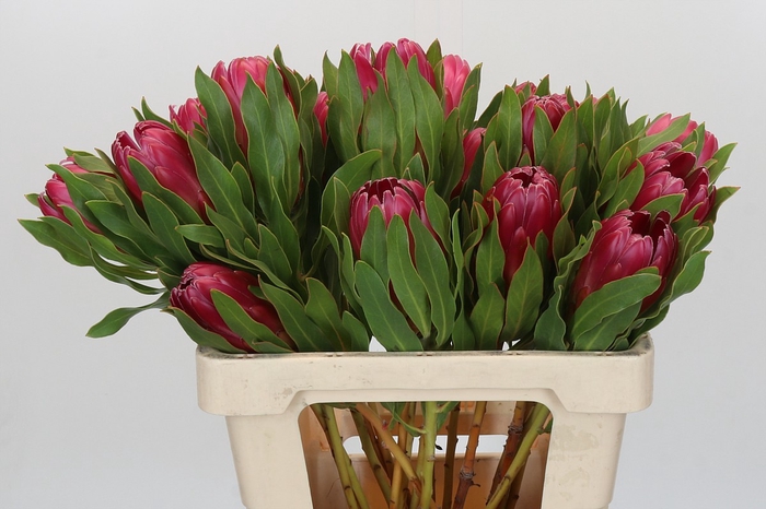 <h4>Protea Brenda</h4>