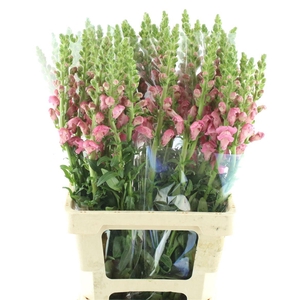 Antir Op Cherry Rose