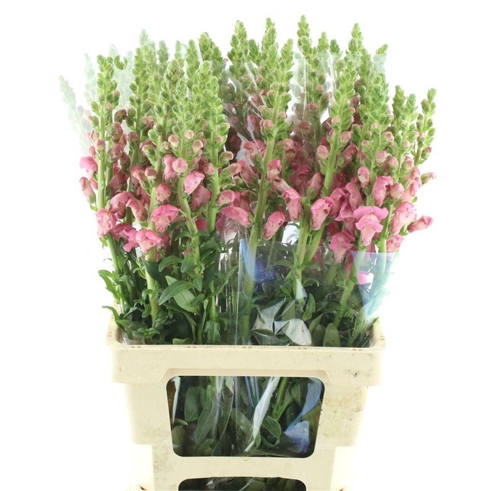 <h4>Antir Op Cherry Rose</h4>