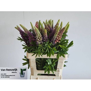 LUPINUS