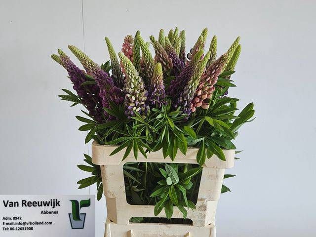 <h4>LUPINUS</h4>