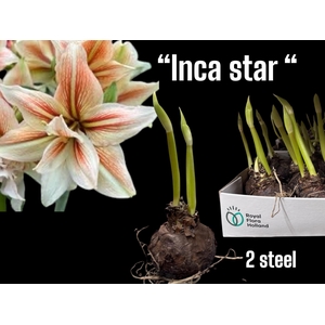 BLOEMBOL HIPPEASTRUM