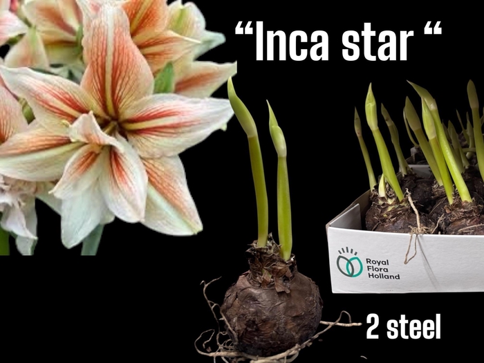 <h4>BLOEMBOL HIPPEASTRUM</h4>