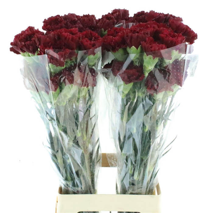 <h4>Di St Col Zurigo</h4>