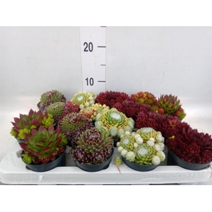 Sempervivum   ...