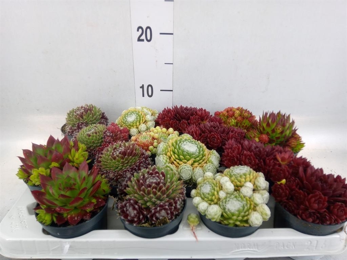 <h4>Sempervivum ...</h4>