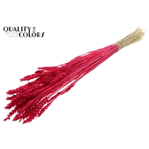 Triticum per bunch Intense Cerise