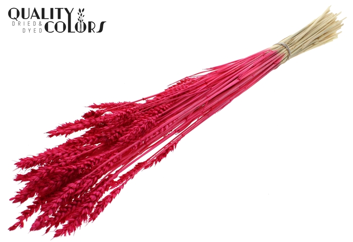 <h4>Triticum per bunch Intense Cerise</h4>