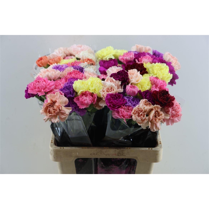 <h4>Di St Mix Standard</h4>