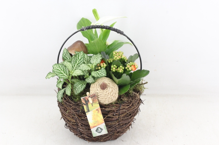 <h4>arr2 JS - Salim tasmand x4</h4>