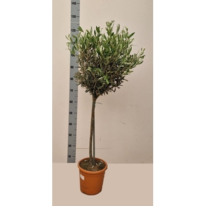 OLEA EUROPAEA