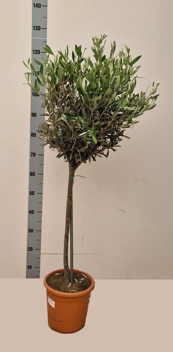 <h4>OLEA EUROPAEA</h4>