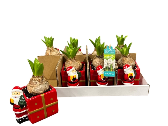 <h4>ARR HYACINTH</h4>