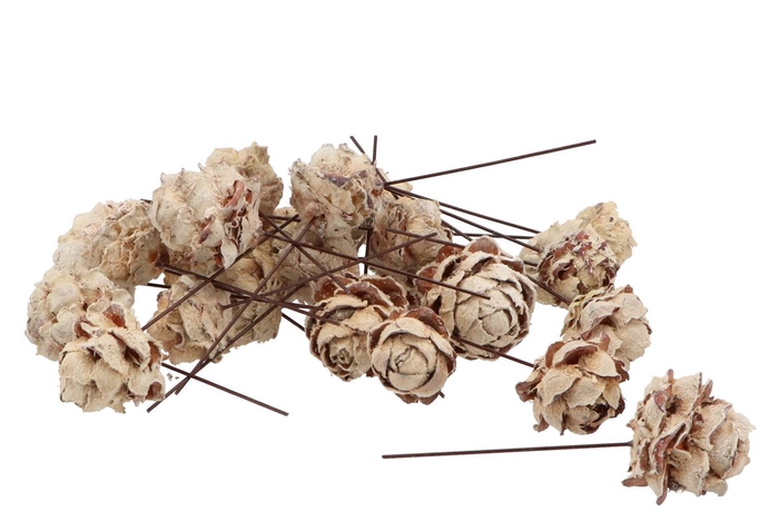 <h4>Nature Pine Cone Pubescens White On Wire P/100</h4>