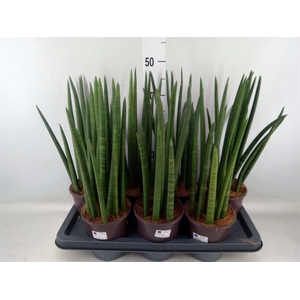 Sansevieria cyl.  ...