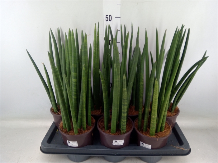 <h4>Sansevieria cyl.  ...</h4>