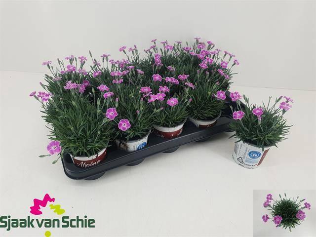 <h4>DIAN ALPINE IT-GIRL</h4>