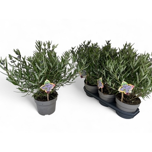 CARYO CL KEW BLUE