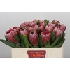 Protea Pink Ice