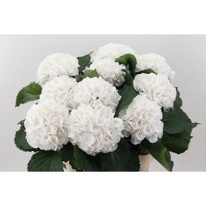 Hydr M Schneeball 90cm