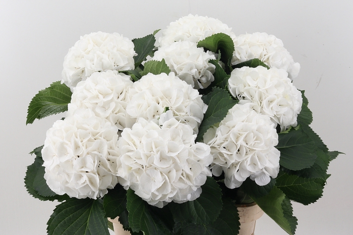 <h4>Hydr M Schneeball 90cm</h4>
