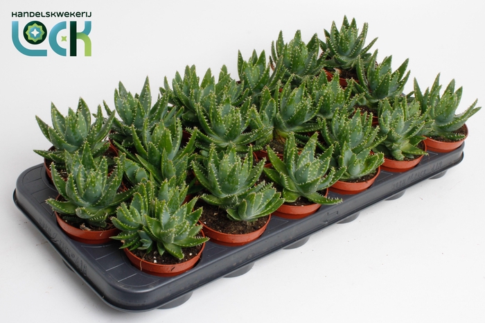 <h4>Aloë Brevifolia</h4>