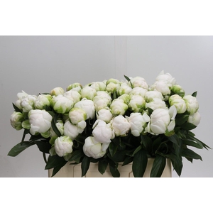 Paeonia Madame Claude Tain