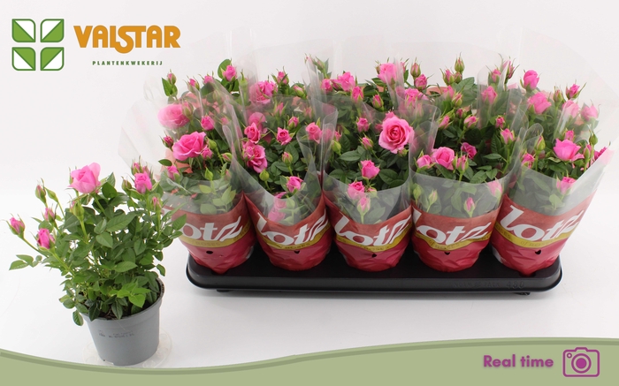 <h4>RO LOTZ OF PINK</h4>