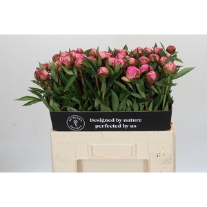 Paeonia Dr A Fleming