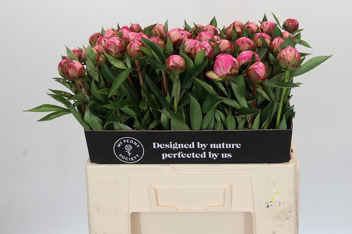 <h4>Paeonia Dr A Fleming</h4>