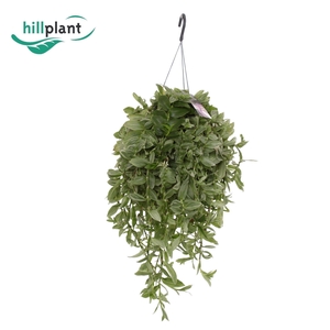 Tradescantia Albi Silvery Hill HP 17 cm XL
