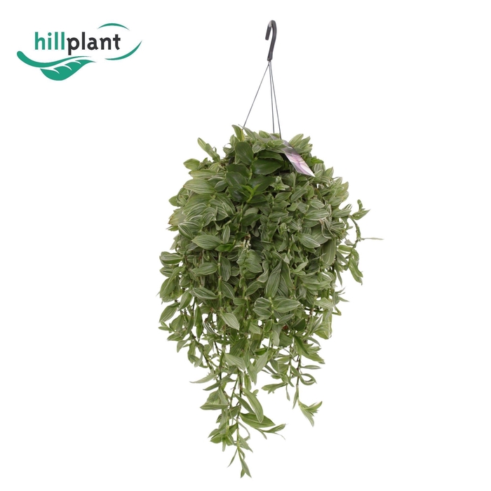 <h4>Tradescantia Albi Silvery Hill HP 17 cm XL</h4>