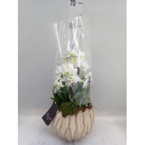 Arr.  Phalaenopsis  H%