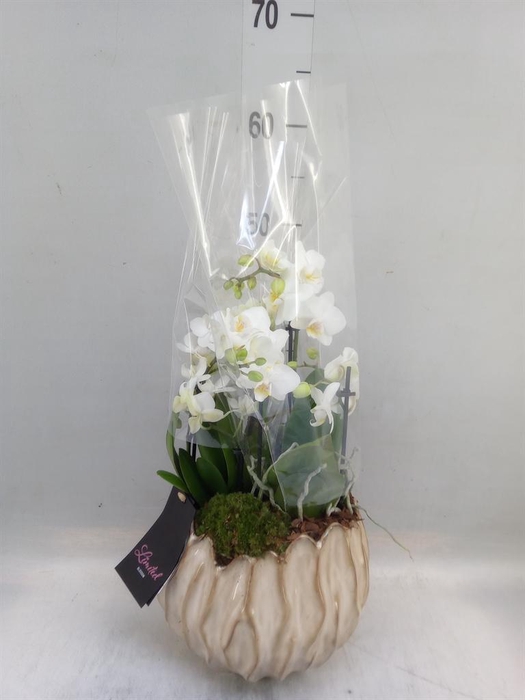 <h4>Arr.  Phalaenopsis  H%</h4>