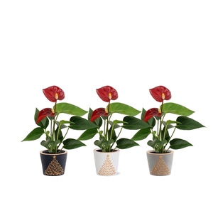 Anthurium Pearl Micra in Starlight ceramics