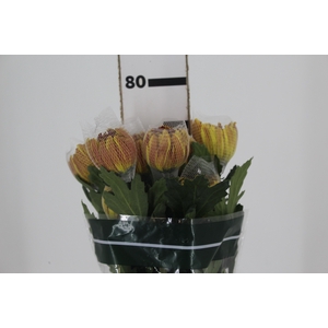 ANASTASIA DARK FUEGO 080 CM