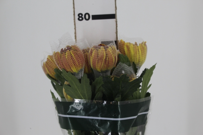 <h4>ANASTASIA DARK FUEGO 080 CM</h4>