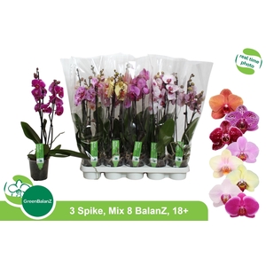 PHAL GEM 8 KL
