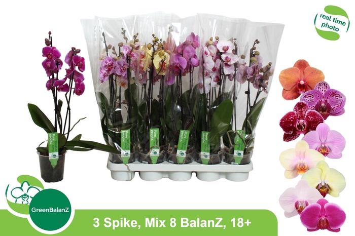 <h4>PHAL GEM 8 KL</h4>